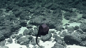 体长约45厘米的深海鱼，这只深海鱼不止长得丑