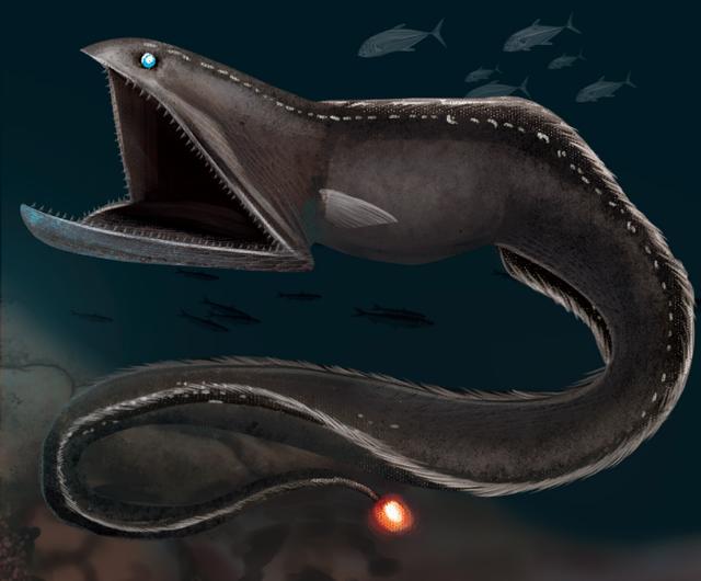 体长约45厘米的深海鱼，这只深海鱼不止长得丑