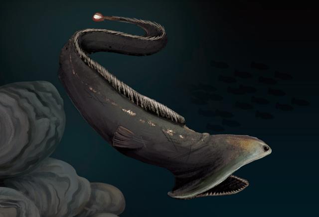 体长约45厘米的深海鱼，这只深海鱼不止长得丑