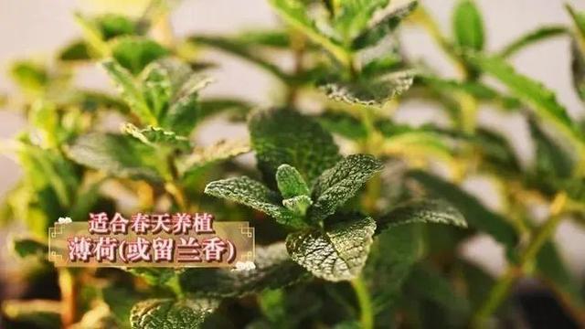 糖尿病能吃薄荷糖(薄荷糖尿病患者能吃吗?)