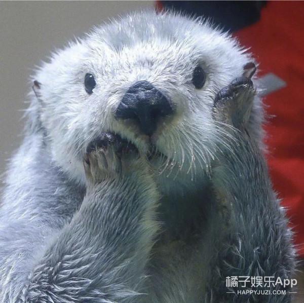 三生三世十里桃花玄女，三生三世十里桃花神仙人物关系（为何会许配给地位低下的黑熊精）