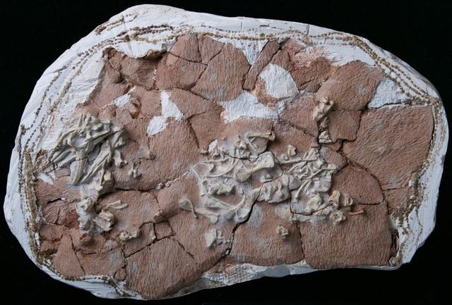 古巨蜥最大型蜥蜴，巨蜥类蜥蜴和巨蜥起源新证据