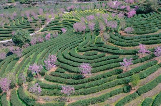 春茶采摘茶叶不愁销路，铅山：春茶开采茶农乐