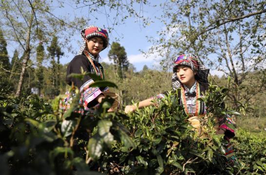 春茶采摘茶叶不愁销路，铅山：春茶开采茶农乐