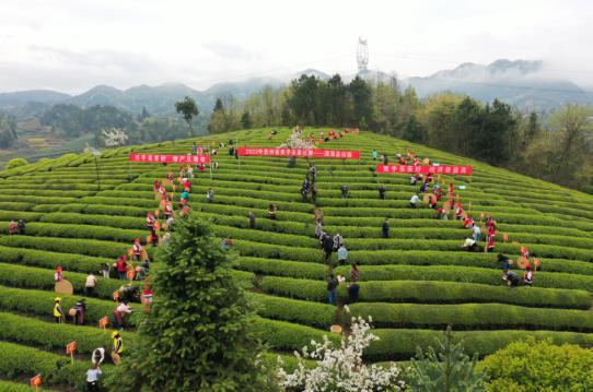 春茶采摘茶叶不愁销路，铅山：春茶开采茶农乐