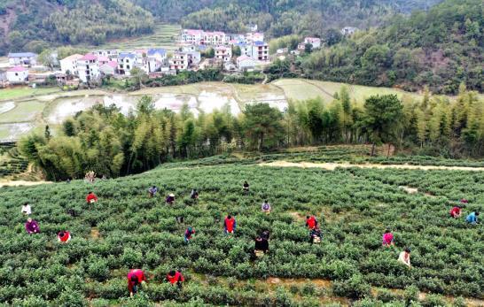 春茶采摘茶叶不愁销路，铅山：春茶开采茶农乐