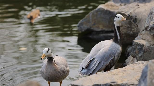 入门级的微单相机哪个好，佳能全画幅微单应该如何选择