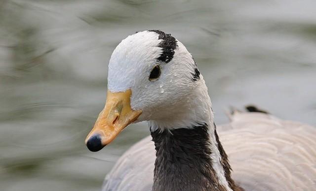 入门级的微单相机哪个好，佳能全画幅微单应该如何选择