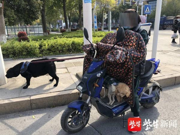导盲犬肥胖(导盲犬能长多大)