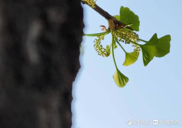 公孙树是什么植物的名称，种一棵公孙树，老少同乐