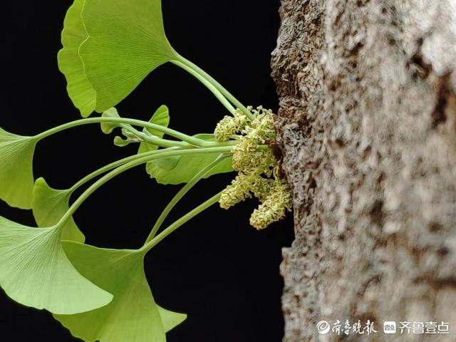 公孙树是什么植物的名称，种一棵公孙树，老少同乐