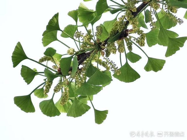 公孙树是什么植物的名称，种一棵公孙树，老少同乐