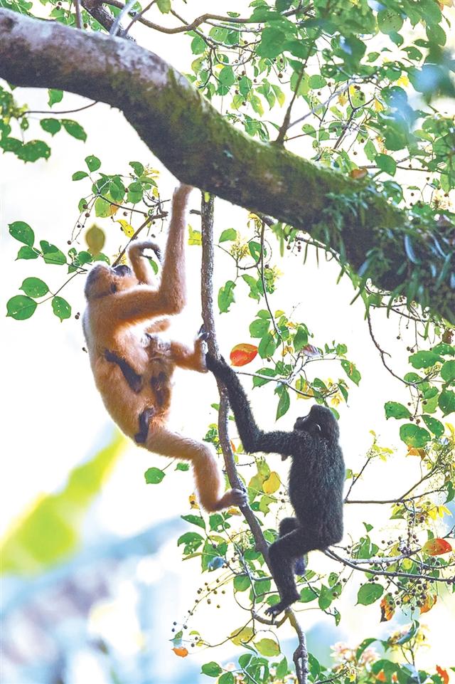 黑冠长臂猿生产，海南黑冠长臂猿最新状况（极度濒危物种——黑冠长臂猿）