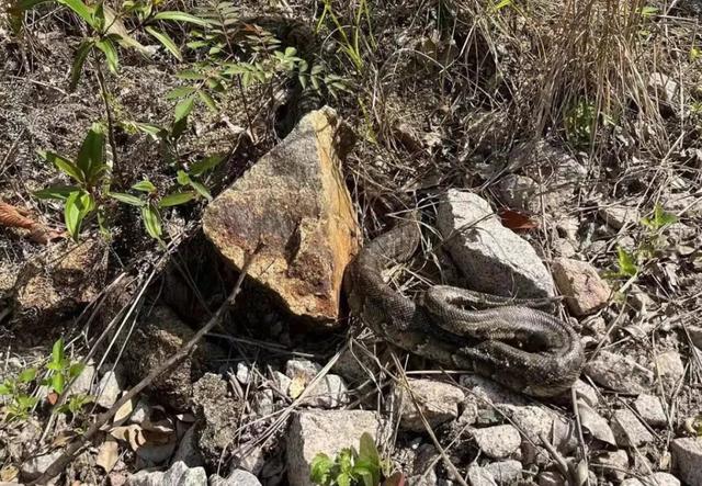 工地挖出大蟒蛇，广东一工地出现大蟒蛇