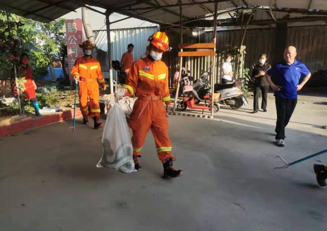 工地挖出大蟒蛇，广东一工地出现大蟒蛇