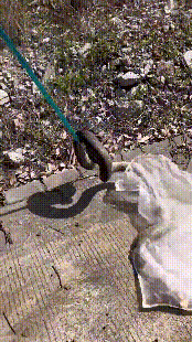工地挖出大蟒蛇，广东一工地出现大蟒蛇