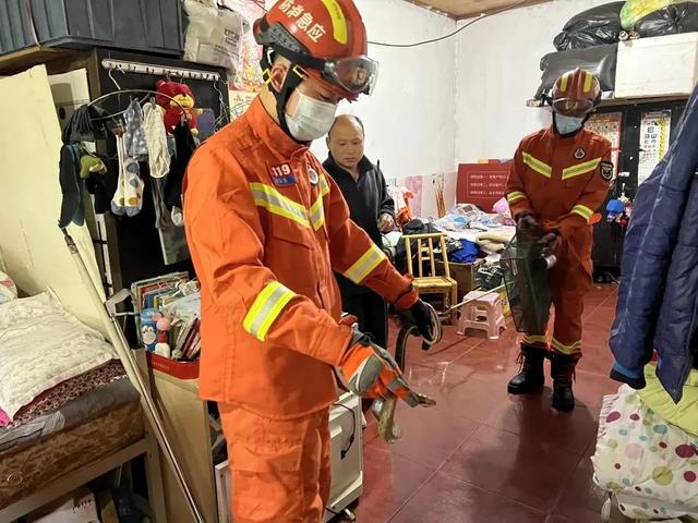 工地挖出大蟒蛇，广东一工地出现大蟒蛇