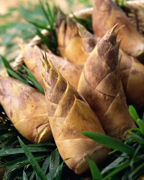 糖尿病能吃竹笋和冬笋吗(糖尿病能吃竹笋干吗?)