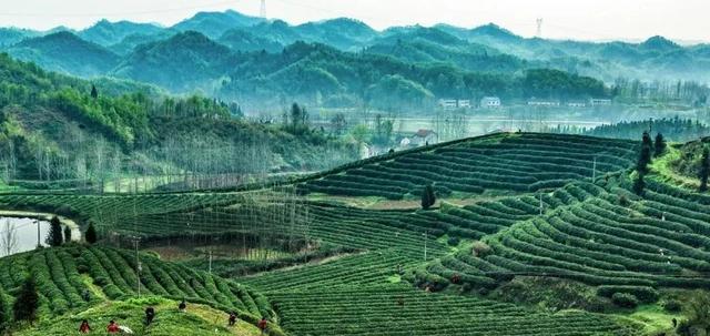 茶文化中的茶山，古六大茶山有哪些