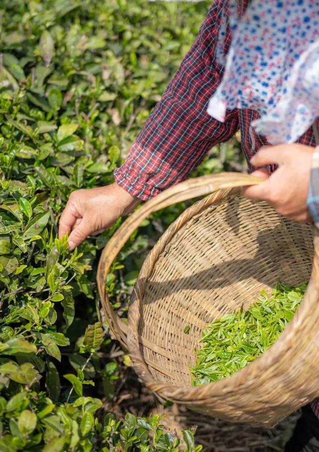 茶文化中的茶山，古六大茶山有哪些