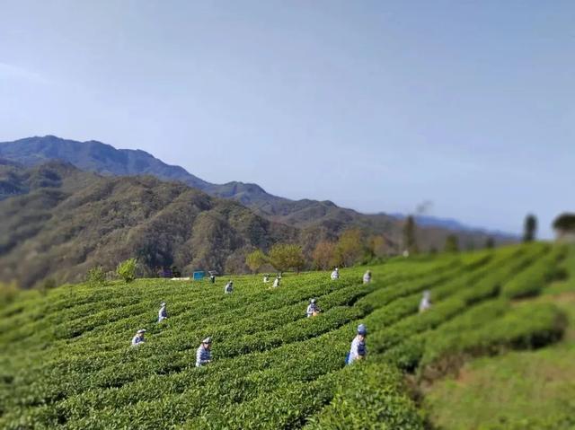 茶文化中的茶山，古六大茶山有哪些