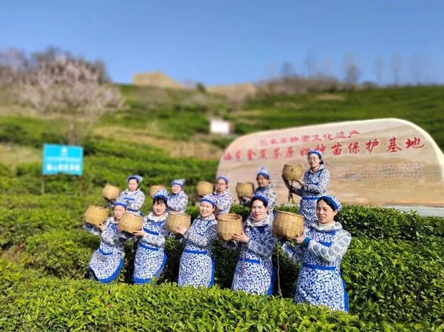 茶文化中的茶山，古六大茶山有哪些