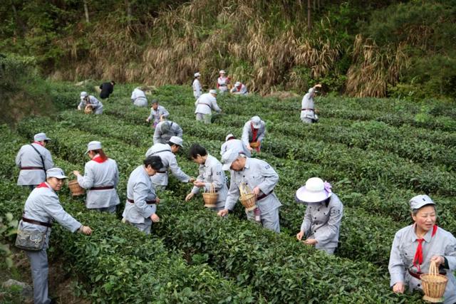 茶文化中的茶山，古六大茶山有哪些