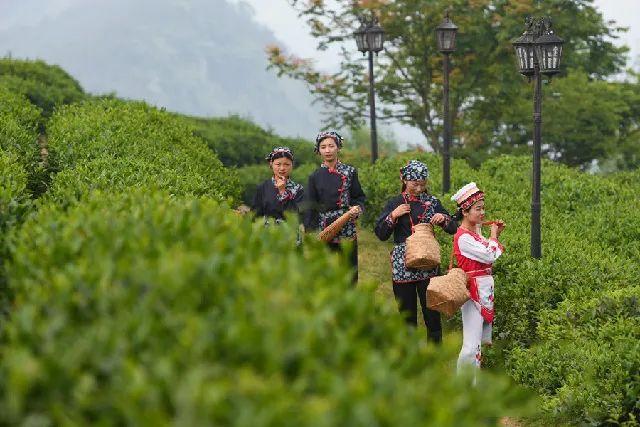 茶文化中的茶山，古六大茶山有哪些