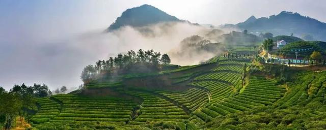 茶文化中的茶山，古六大茶山有哪些