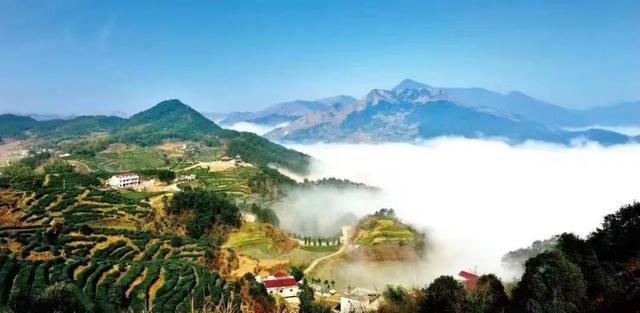 茶文化中的茶山，古六大茶山有哪些