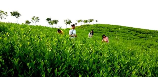 茶文化中的茶山，古六大茶山有哪些