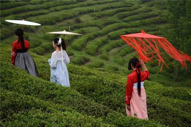 茶文化中的茶山，古六大茶山有哪些