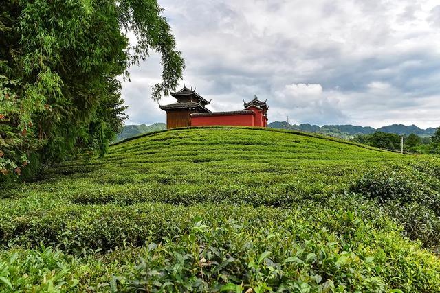 茶文化中的茶山，古六大茶山有哪些