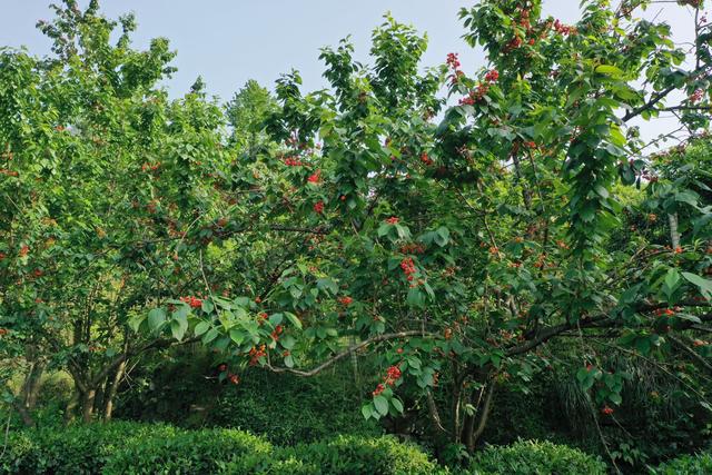 樱桃山樱桃红了，成都周边樱桃采摘推荐