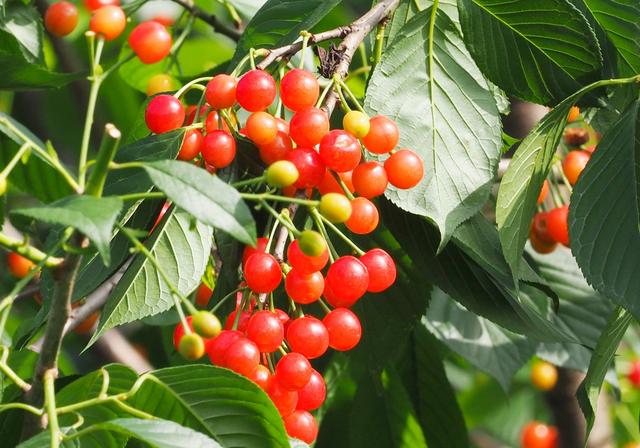 樱桃山樱桃红了，成都周边樱桃采摘推荐