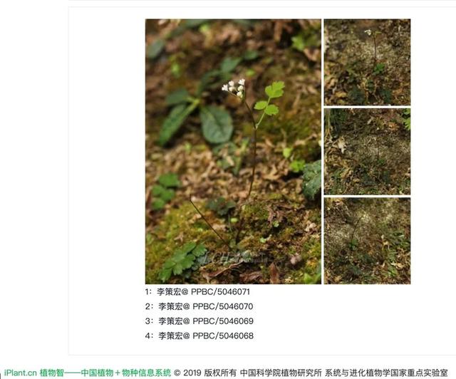 一级保护植物最全的植物园，国家植物园来了