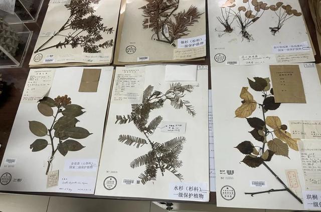 一级保护植物最全的植物园，国家植物园来了