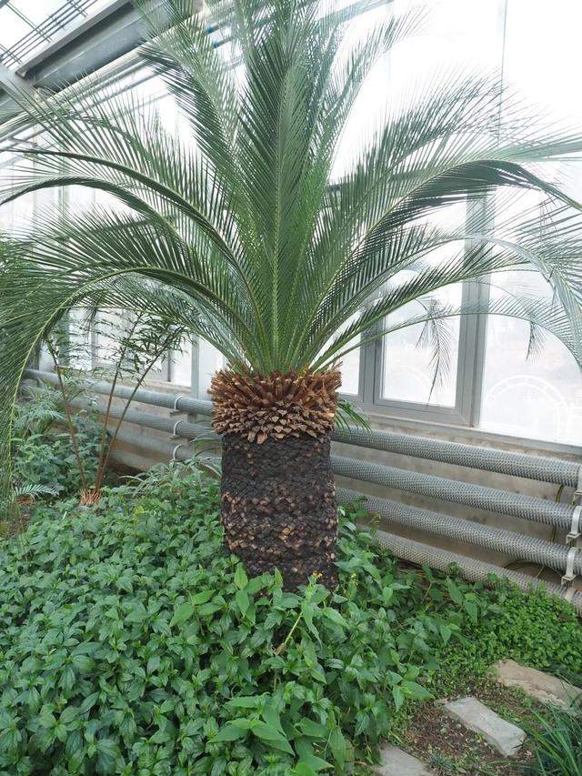 一级保护植物最全的植物园，国家植物园来了