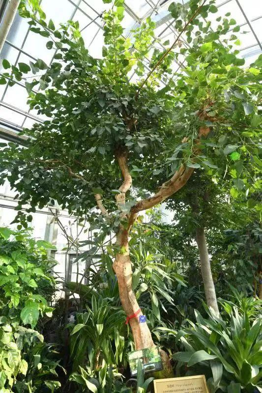 一级保护植物最全的植物园，国家植物园来了