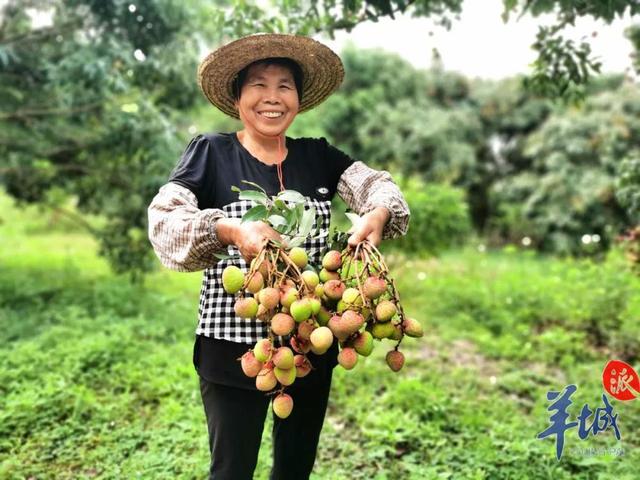 增城挂绿荔枝和一般荔枝区别，最早熟的荔枝上市