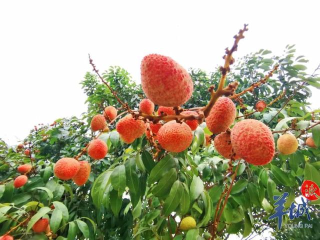 增城挂绿荔枝和一般荔枝区别，最早熟的荔枝上市