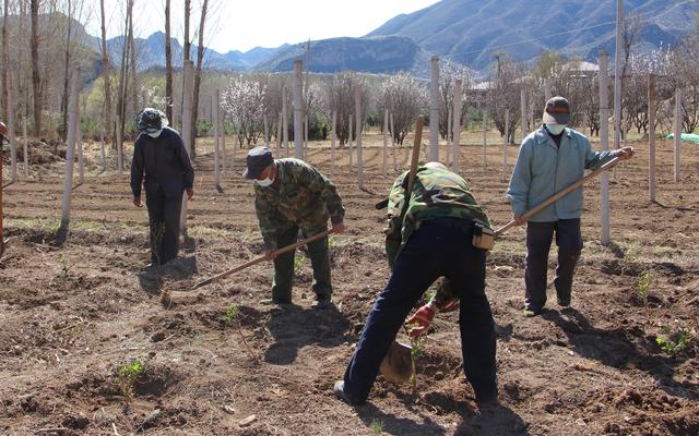 德卧6万亩金银花，延庆百里山水画廊