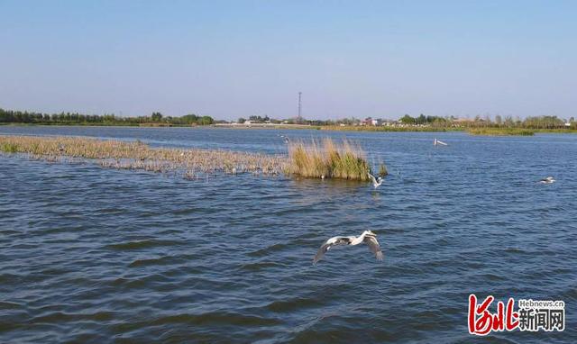 河北南宫市有什么旅游景点吗，鹭影翩跹南宫湖