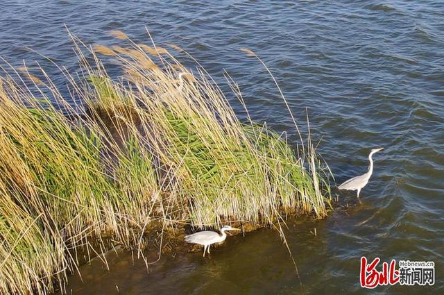 河北南宫市有什么旅游景点吗，鹭影翩跹南宫湖