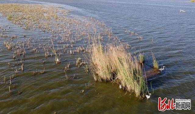 河北南宫市有什么旅游景点吗，鹭影翩跹南宫湖