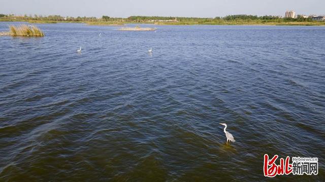 河北南宫市有什么旅游景点吗，鹭影翩跹南宫湖