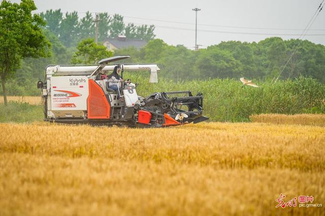 小麦什么时候收割，全国小麦种植收割时间（一个月左右小麦就要收割了）