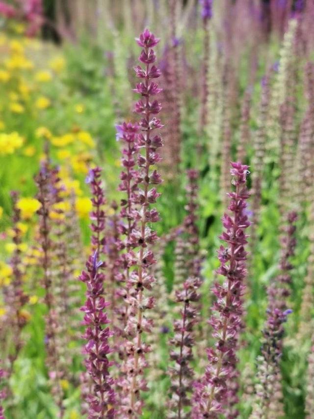 春到人间草木知，春节七律诗