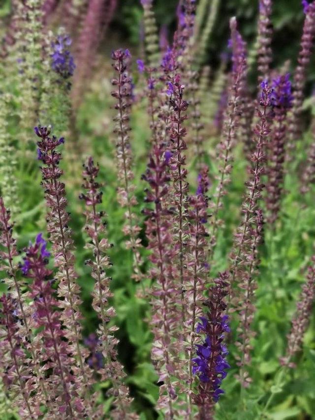 春到人间草木知，春节七律诗