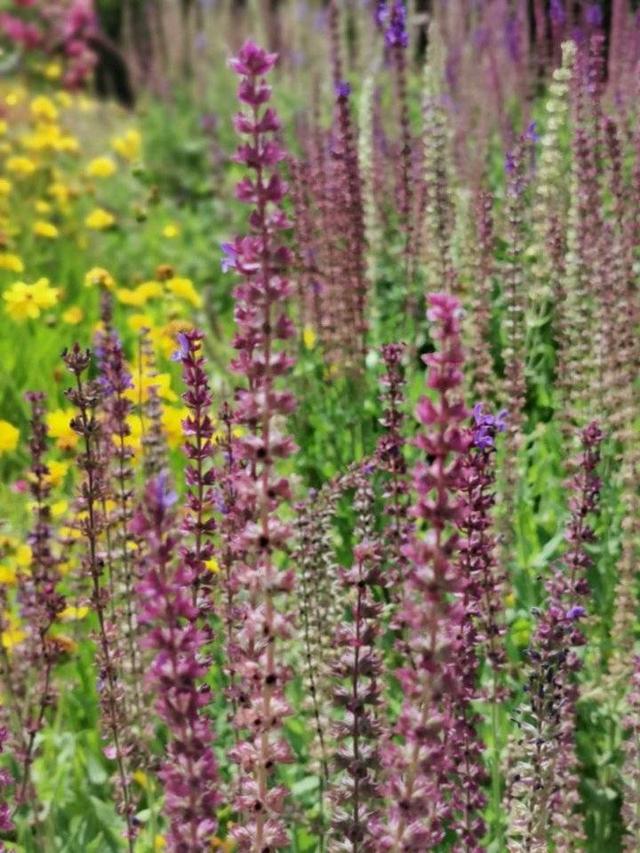 春到人间草木知，春节七律诗